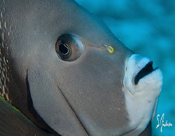 The Grey Angelfish seem to be very friendly and not shy. ... by Steven Anderson 